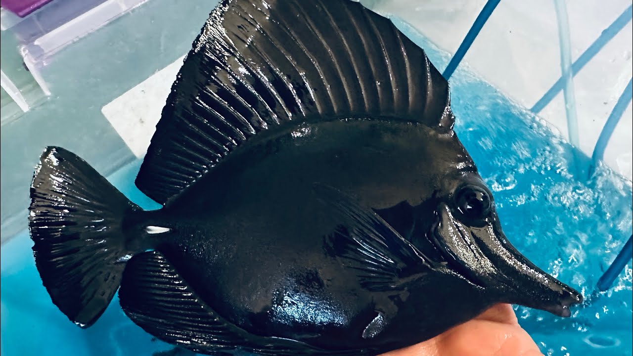 “Jet Black” Jumbo True Black Tang & Black Tang Hybrid