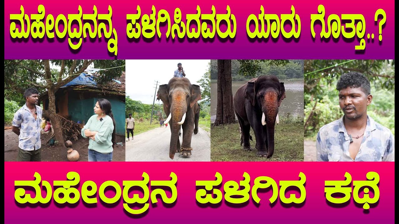 ಮಹೇಂದ್ರ ಆನೆಯನ್ನು ಪಳಗಿಸಿದ ರೋಚಕ ಕಥೆ, ಮಹೇಂದ್ರ ಹೇಗಿದ್ದ ಅವನ ಶಾಂತ ಸ್ವಾಭಾವಕ್ಕೆ ಕಾರಣ ಏನು ಗೊತ್ತಾ..?