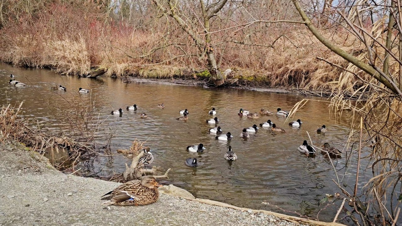 Burnaby Lake Walking Tour 4K | Peaceful Nature Trail in Burnaby BC