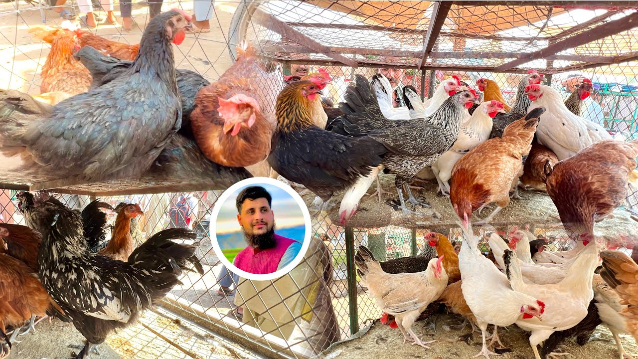 Golden Misiri Hen Market In Peshawar New Update | Poultry Business Tips | Izhar Ali Vlogs
