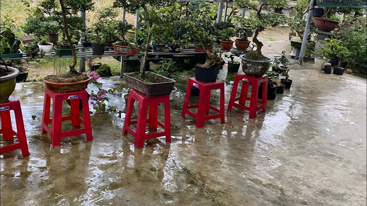 Ngày 26/2 lh 0775043679 gl ae các loại cây cảnh giá rẻ bao ship