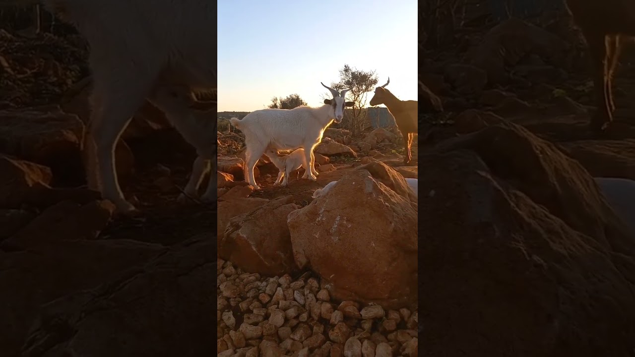 HIP HOPPING #shorts #baby #goat #farm #cuteness