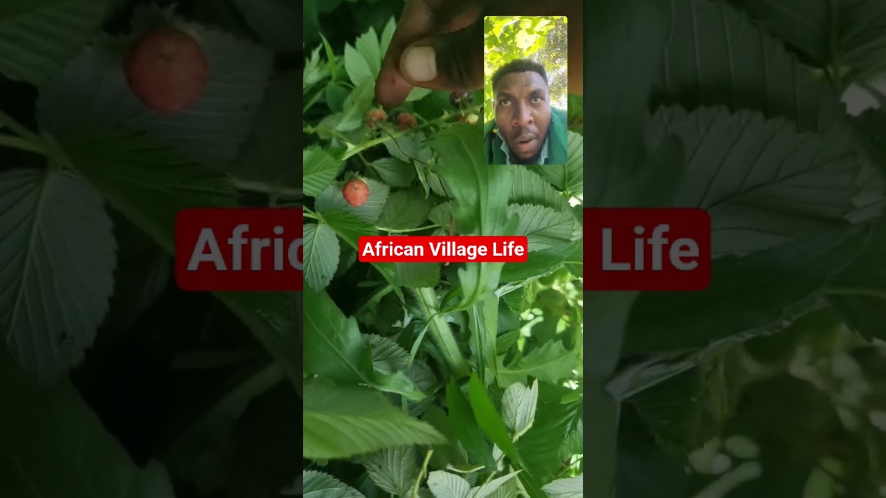 #africanvillagelife #africanvillagestory #africanvillage #shortsafrica #shortsfeed #viral #shorts