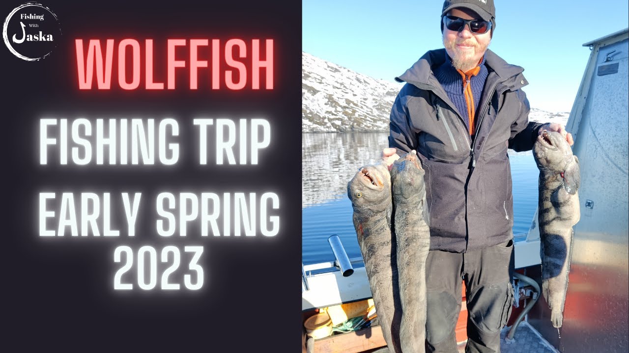 Wolffish Fishing Norway 2023 Spring time