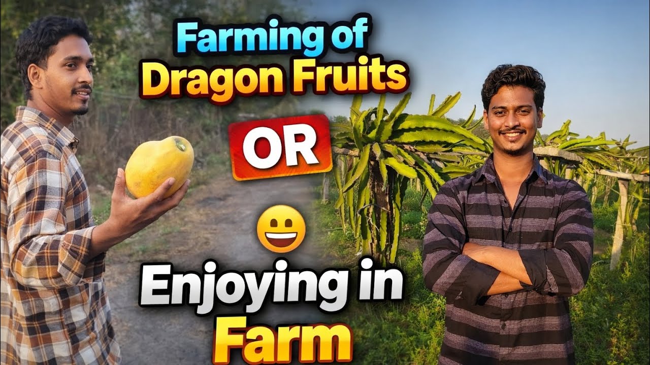 FARMING OF DRAGON FRUITS..🤤 #trending #viral #dragonfruit #youtube #trendingvideo #vlog