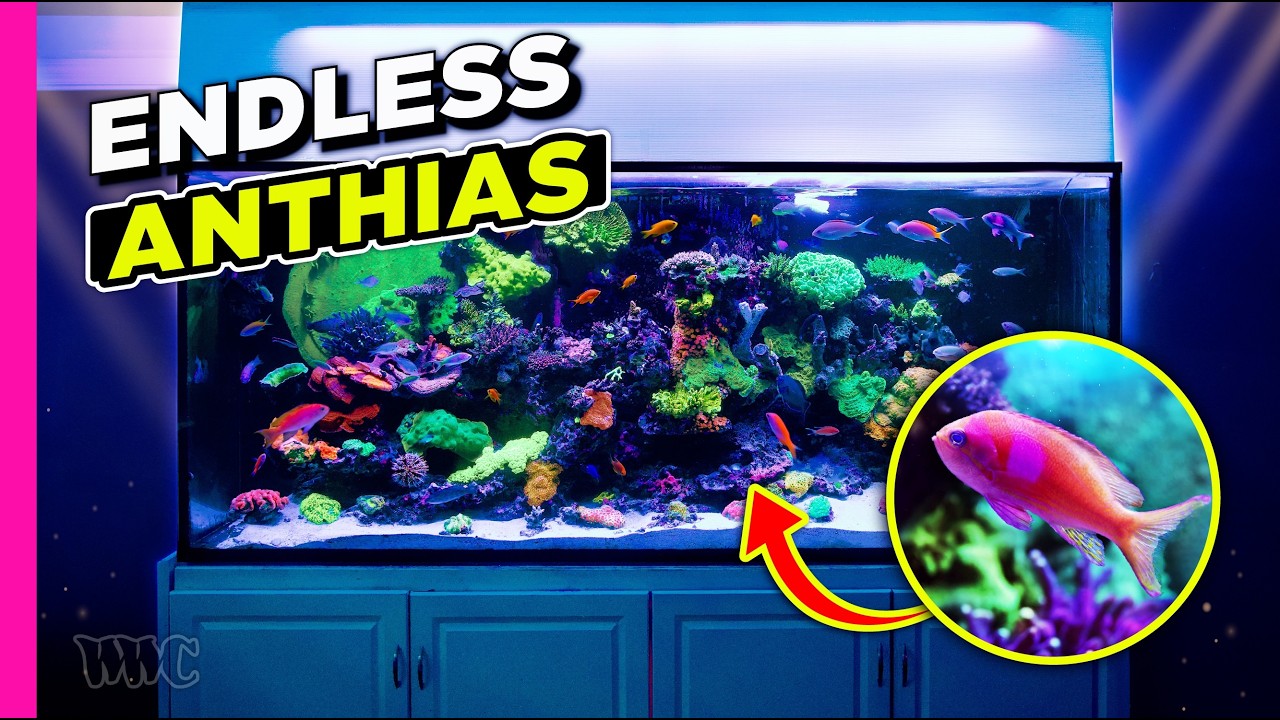 Wow!! Anthias Dominated 200 Gallon Reef Tank, Maintained By Father & Son Team