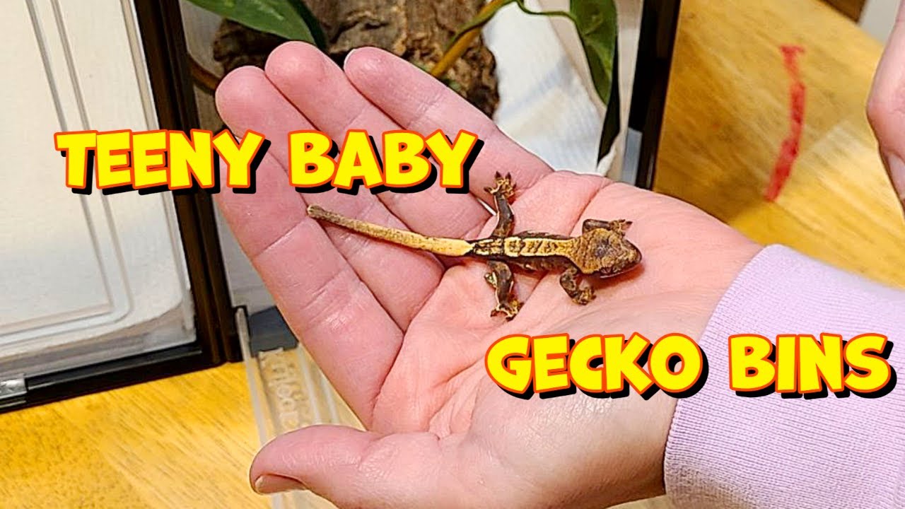Baby Crested Gecko Hatchling Bin! (Cheap and Easy!)