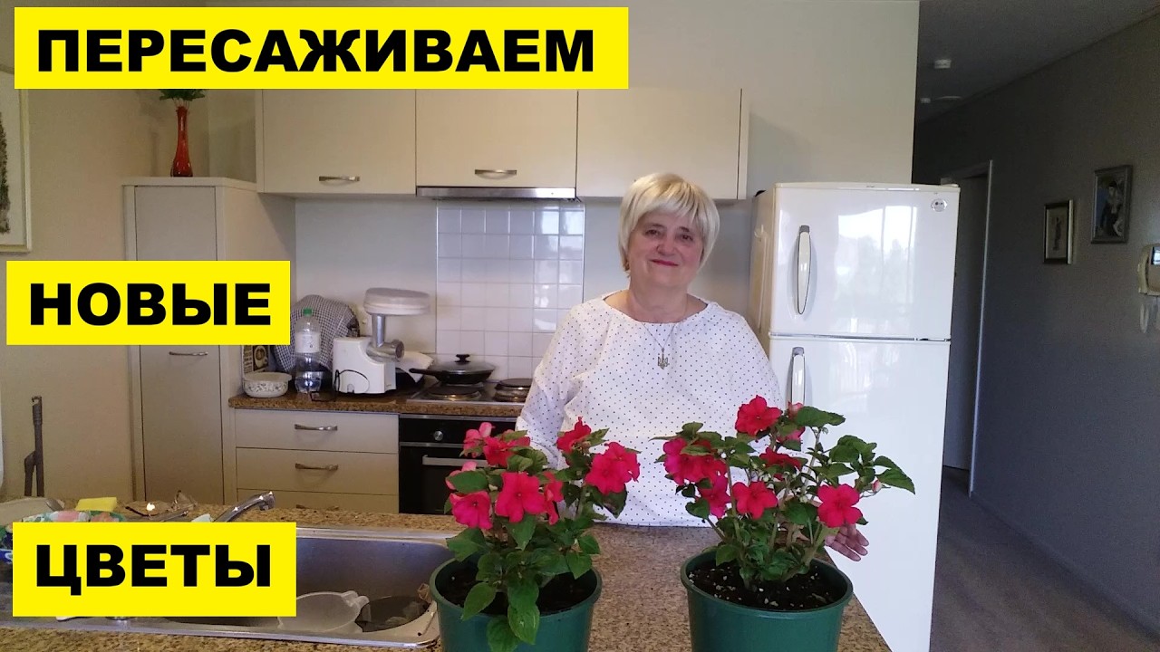 ПЕРЕСАЖИВАЕМ НОВЫЕ ЦВЕТЫ БАЛЬЗАМИНЫ
