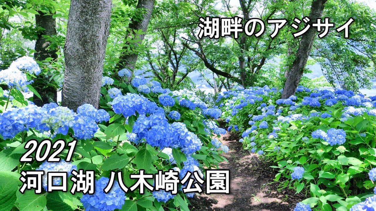 2021.06.24 河口湖畔に咲くアジサイ / 八木崎公園 [4K] #Kawaguchiko #Hydrangea