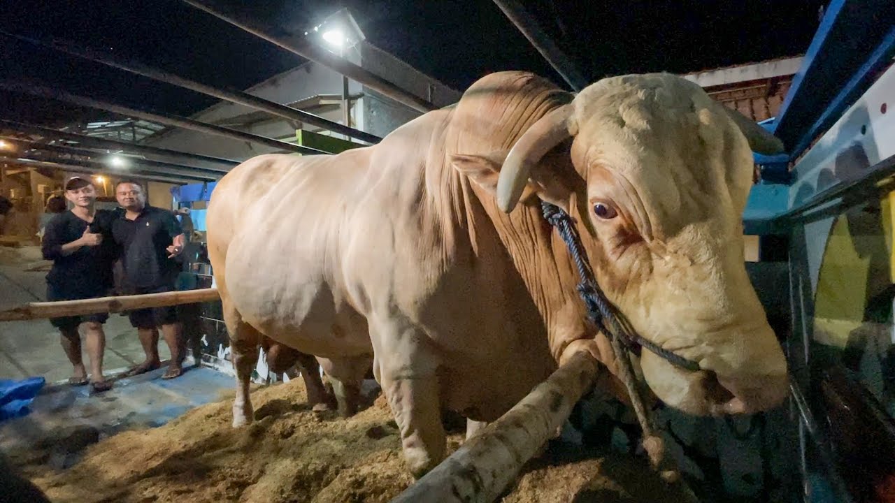 PERJALANAN WISANGGENI KE RUMAH AA IRFAN HAKIM - Sapi Qurban 1 Ton Up