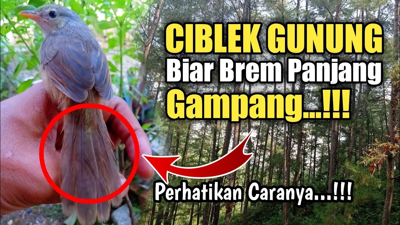 Cara mencetak CIBLEK GUNUNG biar brem panjang jamin 100% berhasil