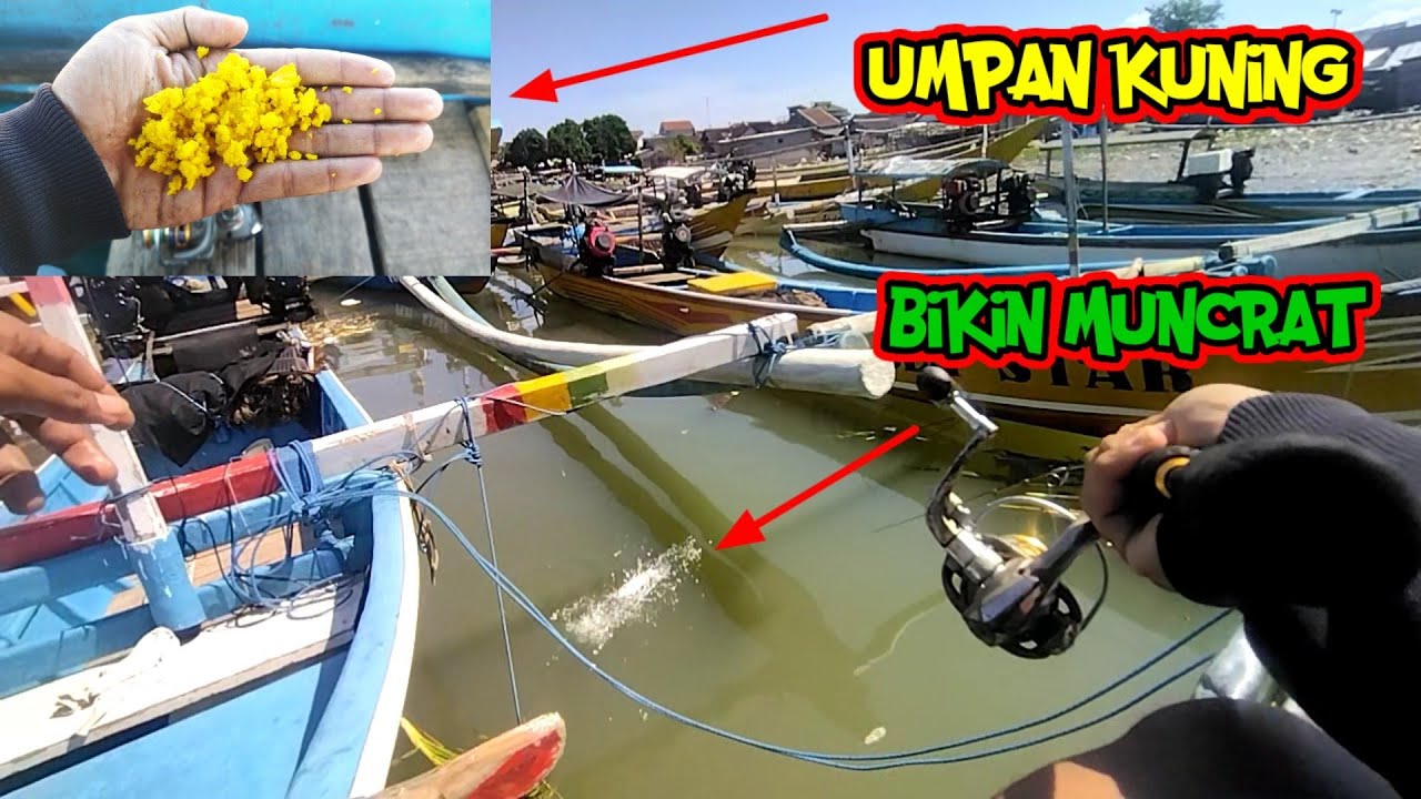 THE MOST EVIL BAIT FOR MULLET FISH