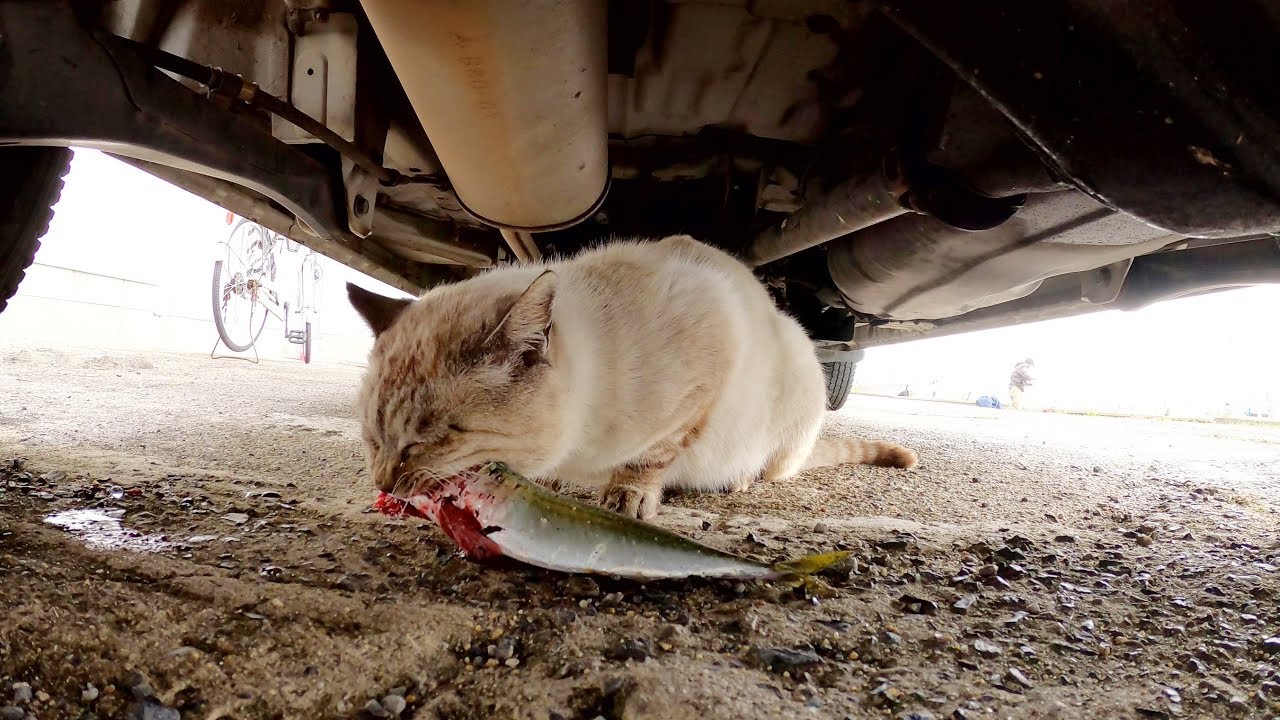 Котенок приближается к сиамской кошке поедающей рыбу