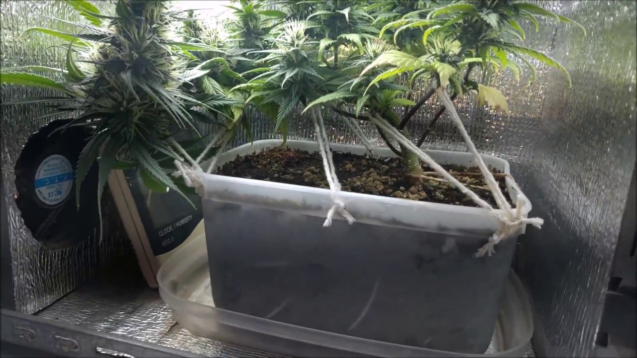 PC GROW (30 dias de flora) L&acirc;mpadas Led + BioBizz - 2&ordm; cultivo de 2017