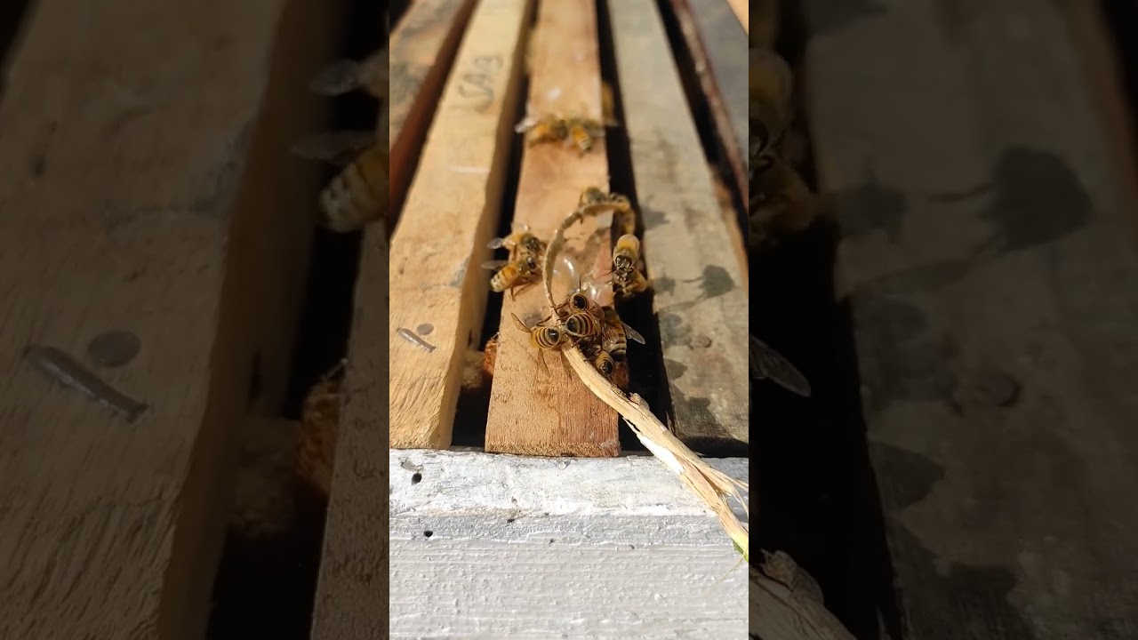 Apis Mellifera#honeybee #beekeeper #youtubeshorts #youtube