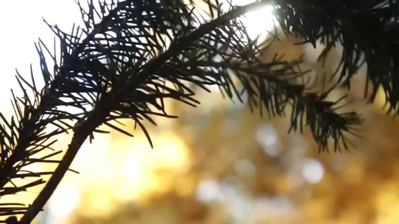 my autumn nature journal | process video