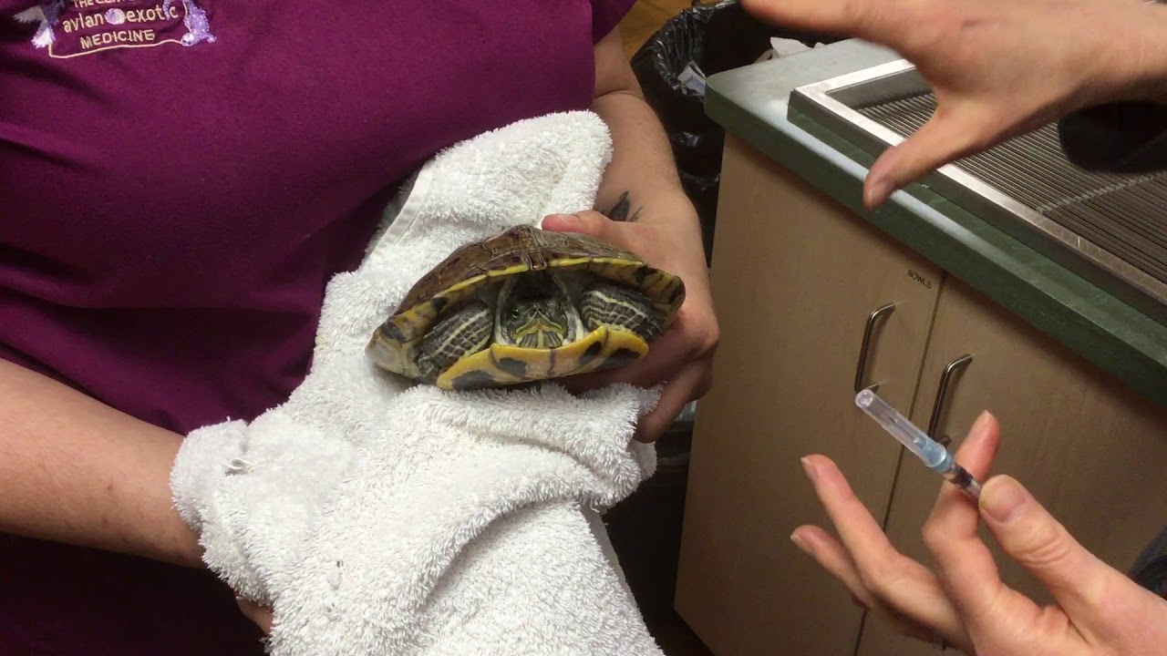 Administering an intramuscular injection to a tortoise