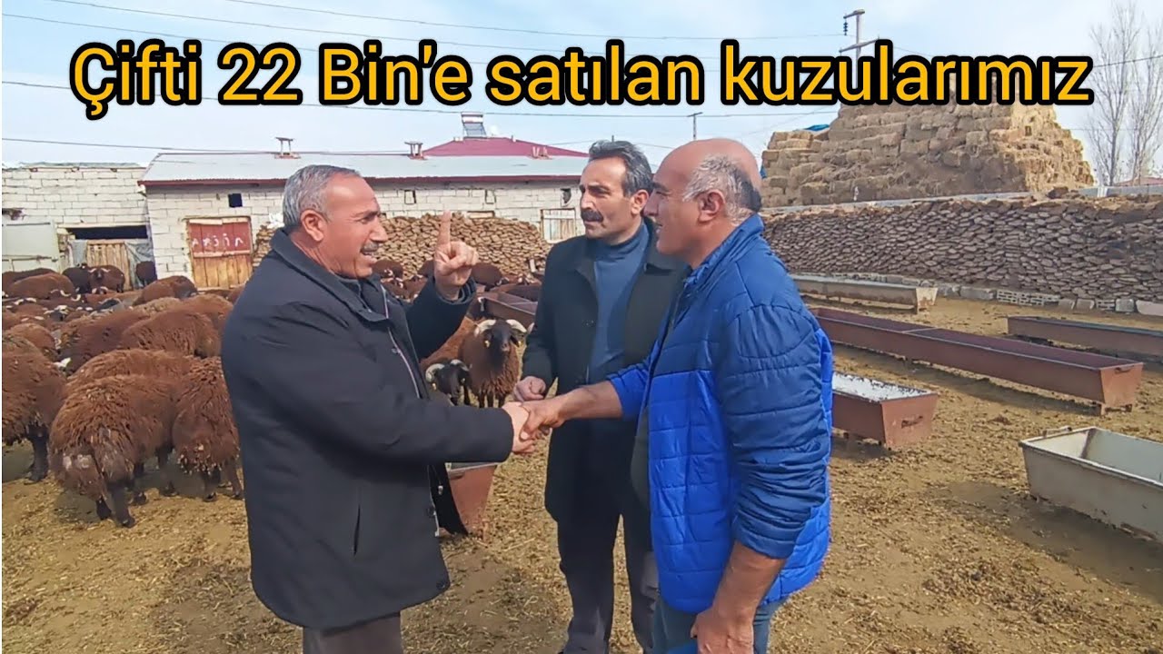 BESİ KUZULARI SATILDI---ÇİFTİ 22 BİN'E SATILDI---YENİ KANALIMIN LİNKİ YORUMLARDA.