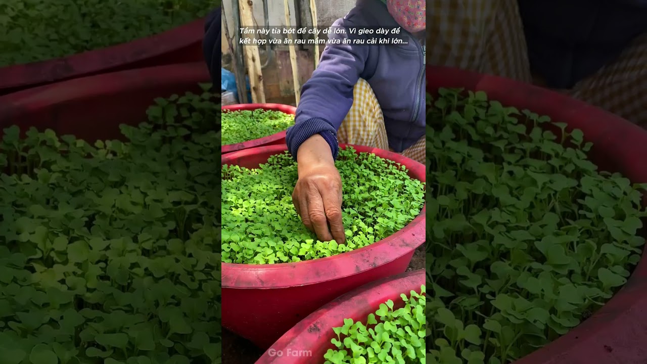 Qu&aacute; tr&igrave;nh lớn l&ecirc;n c&acirc;y cải ngọt, tự trồng c&acirc;y cải ngọt tại nh&agrave; - Phần 1 | GO FARM