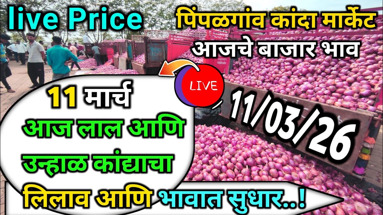 Pimpalgaon Onion Market Price Today:Latest Rates And Insights 11 march 2025