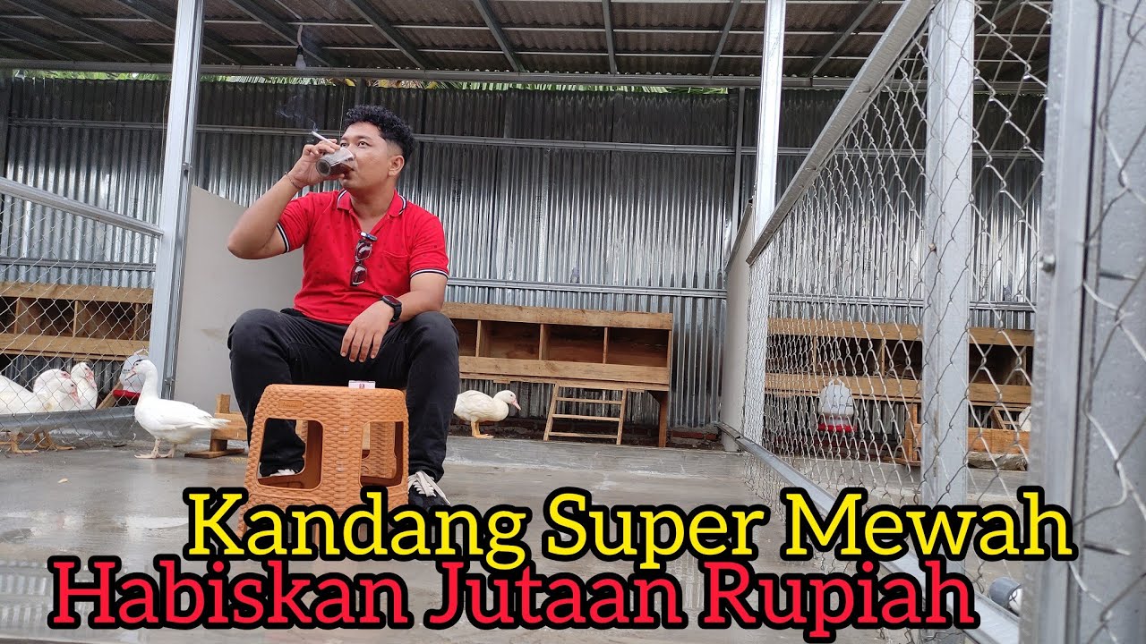 Habiskan Jutaan Rupiah Hanya Untuk Kandang Entok Jumbo‼️