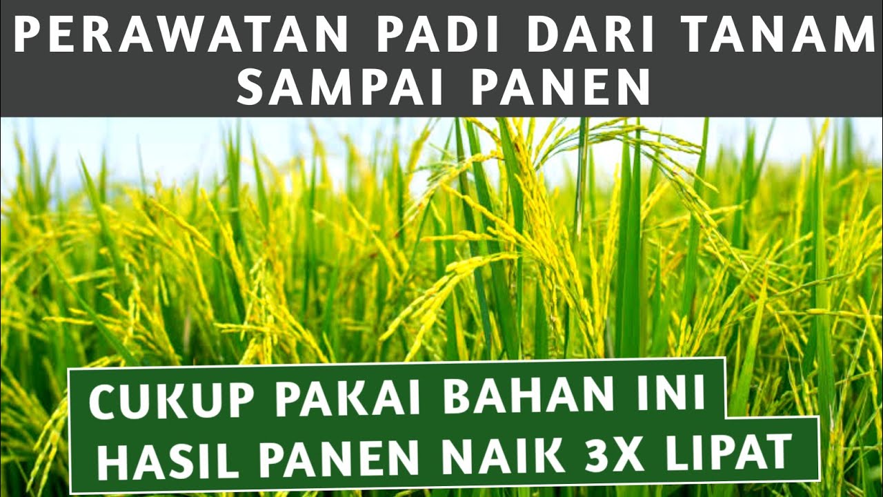 PERAWATAN PADI DARI AWAL TANAM SAMPAI PANEN BIKIN PANEN NAIK 3 KALI LIPAT
