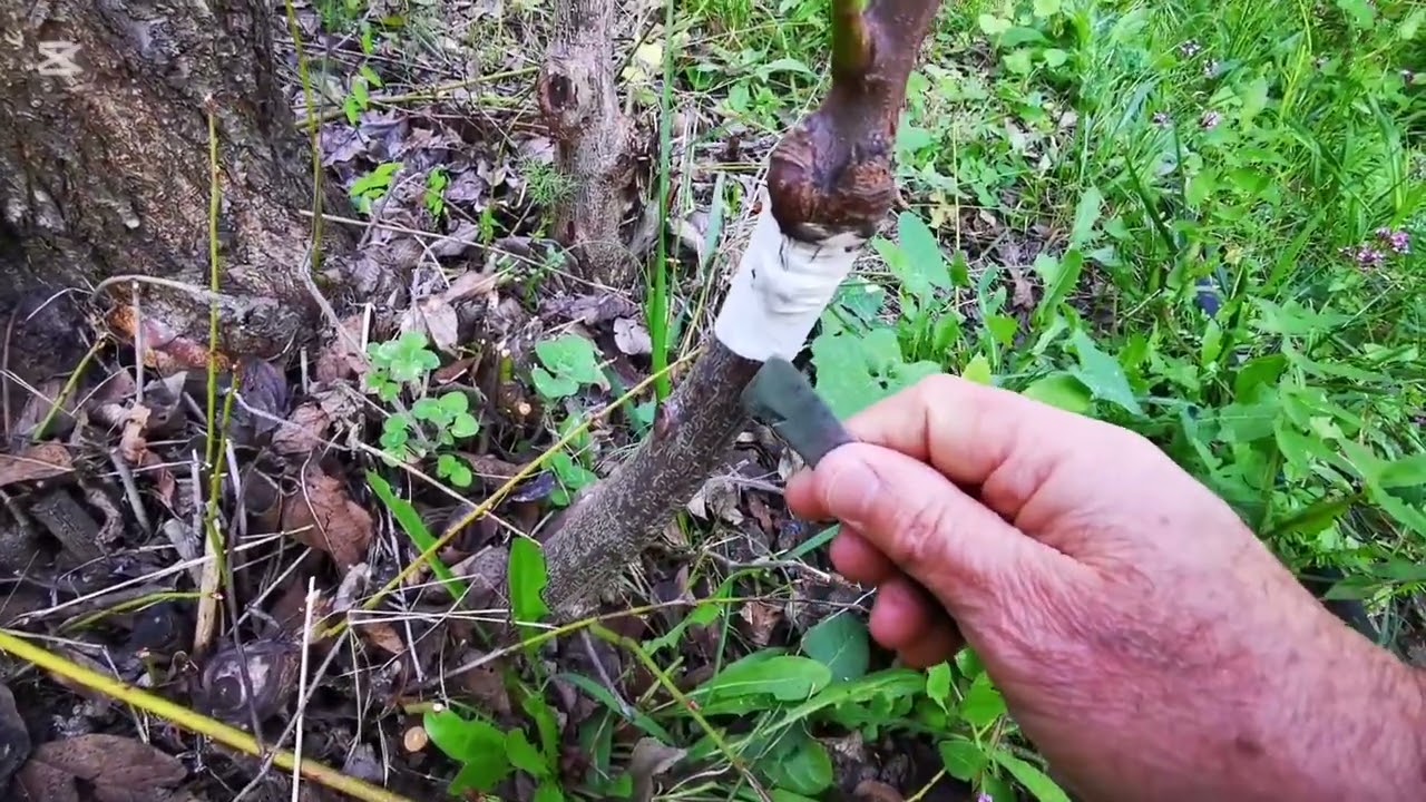 Aggiornamento di innesto su pollone di susino con marze di prugno ciliegio.
