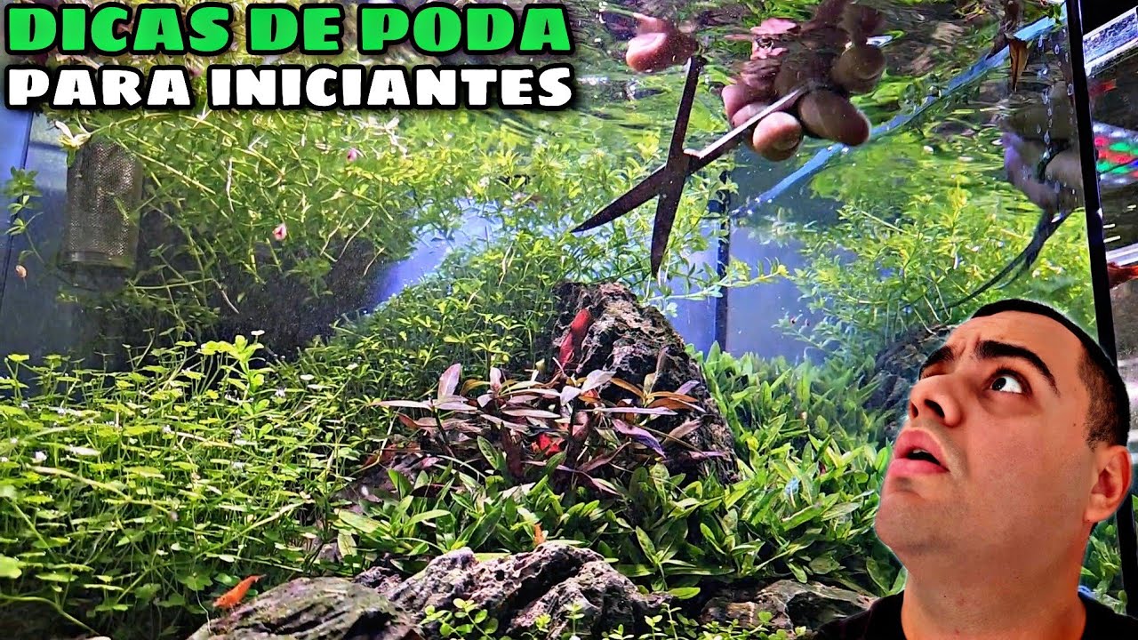 PRIMEIRA PODA NO PLANTADO DE NEOCARIDINAS
