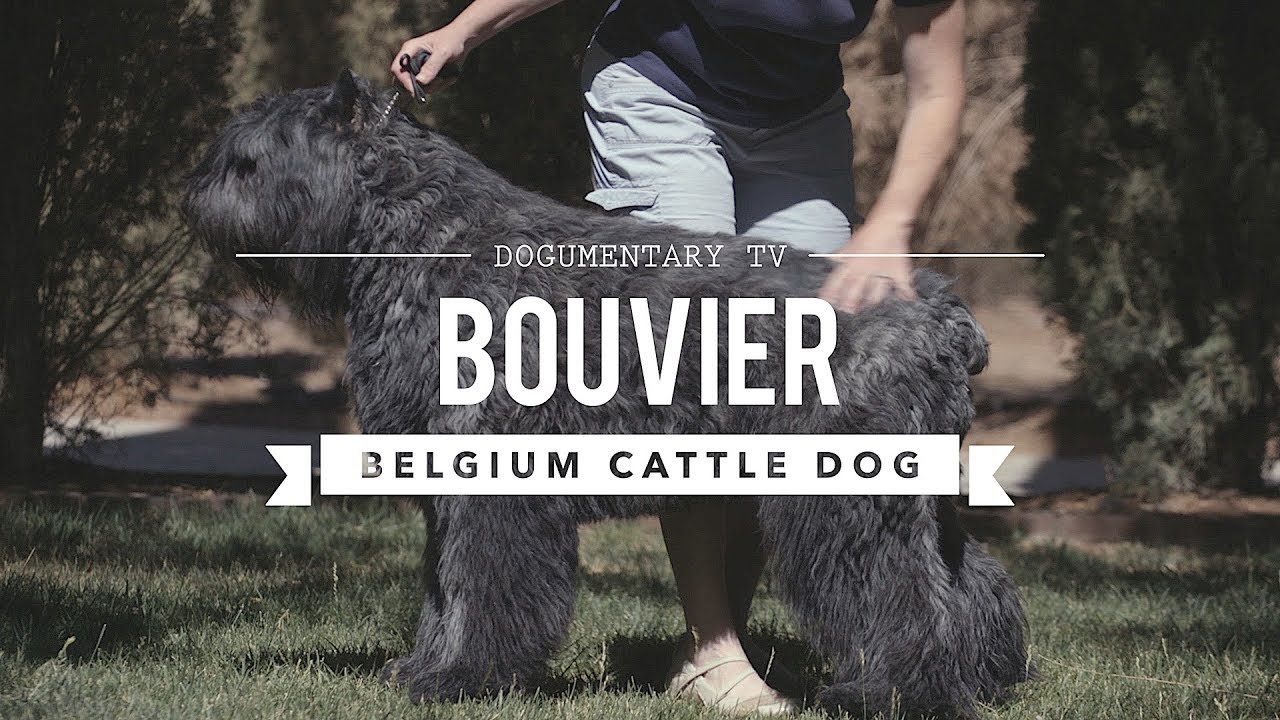 ALL ABOUT BOUVIERS DES FLANDRES