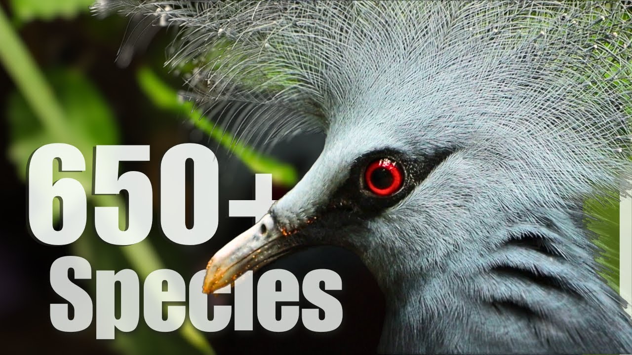 Visiting the biggest bird Zoo, Weltvogelpark Walsrode
