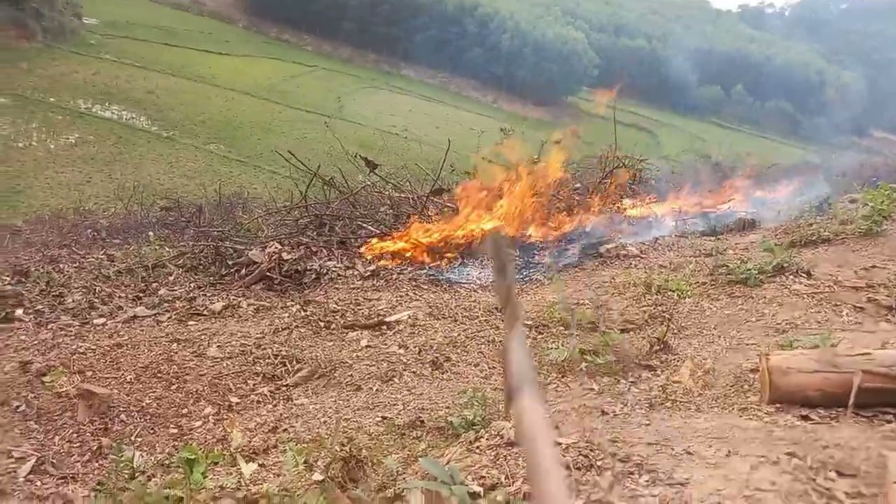 Bừa ruộng cấy và đ.ố.t bãi chuẩn bị cuốc hố trồng keo 