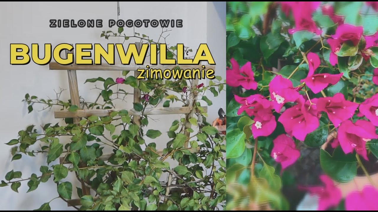 Jak przezimować bugenwille?