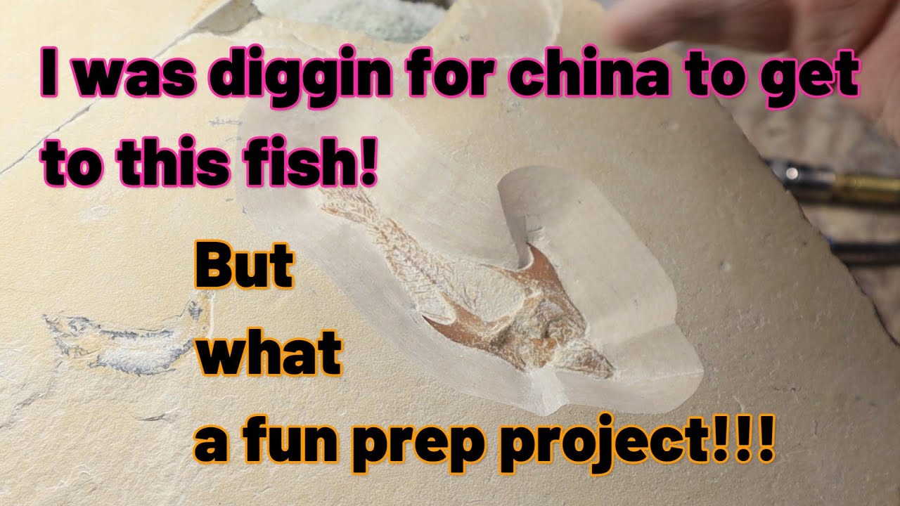 Deeep in Rock Little Coccodus Fossil Fish!!!