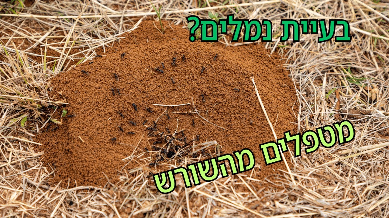 הדברת נמלה בנאית