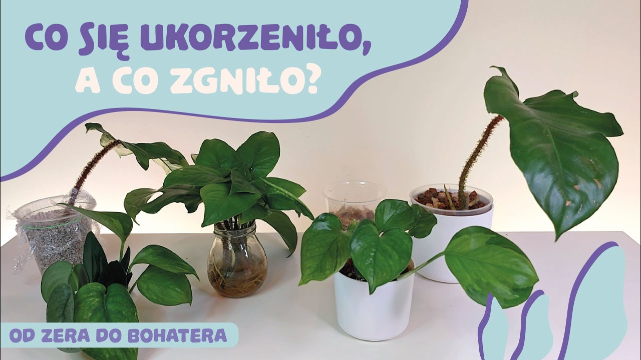 Co się ukorzeniło, a co zgniło? 💚 wynik eksperymentu