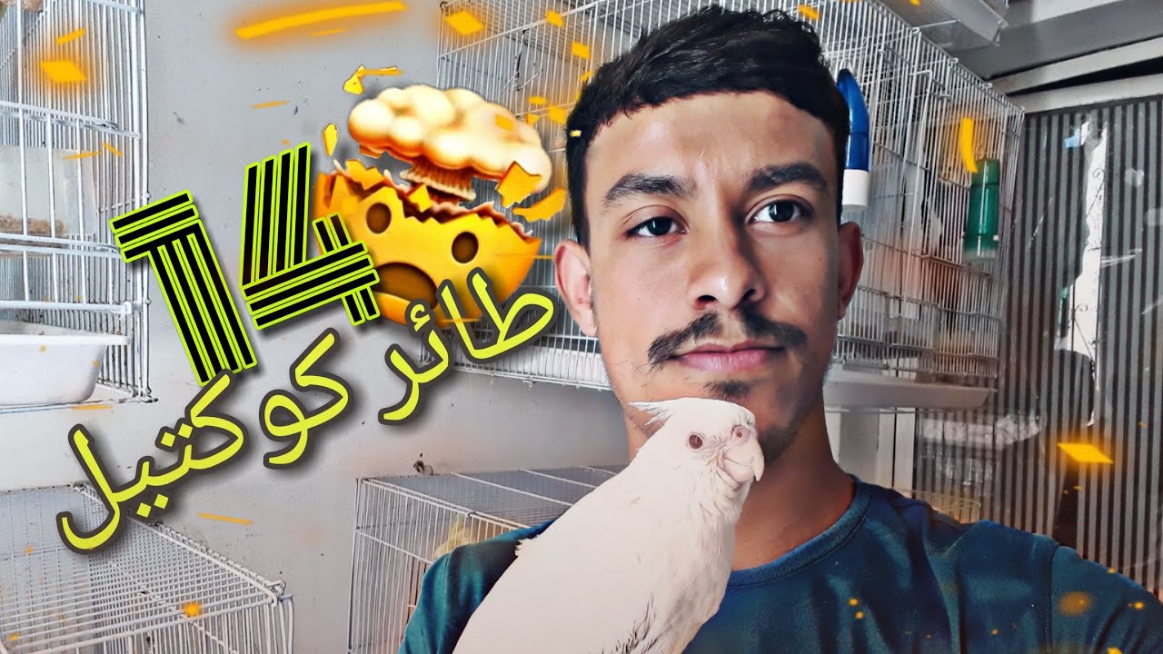 جديد طيور الكوكتيل 🔥🔥🔥
