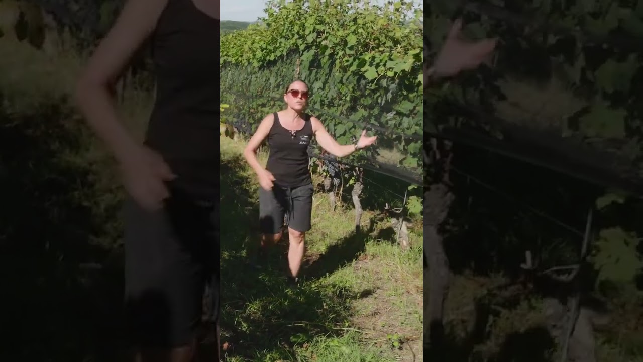 Agricola Marrone - Mga Bussia