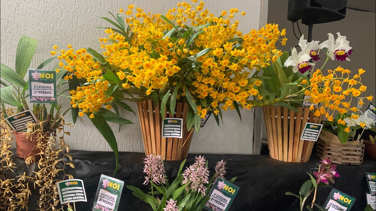24ª EXPOSIÇÃO DE ORQUÍDEAS DE IPORÁ -GOIÁS 🌺MUITAS PLANTAS LINDAS E BARATAS 😍