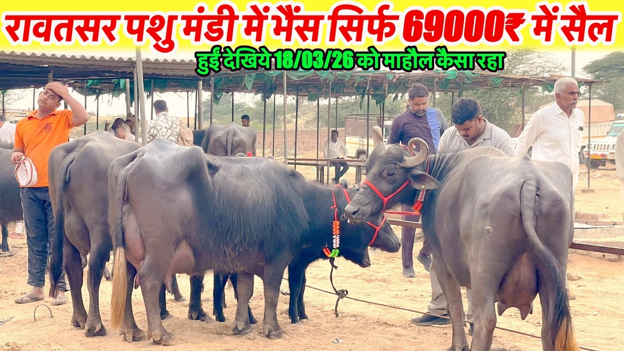 रावतसर पशु मंडी में भैंस सिर्फ 69000₹ में सैल हुई देखिये 18/03/26 का माहौल कैसा रहा~Rawatsar News 