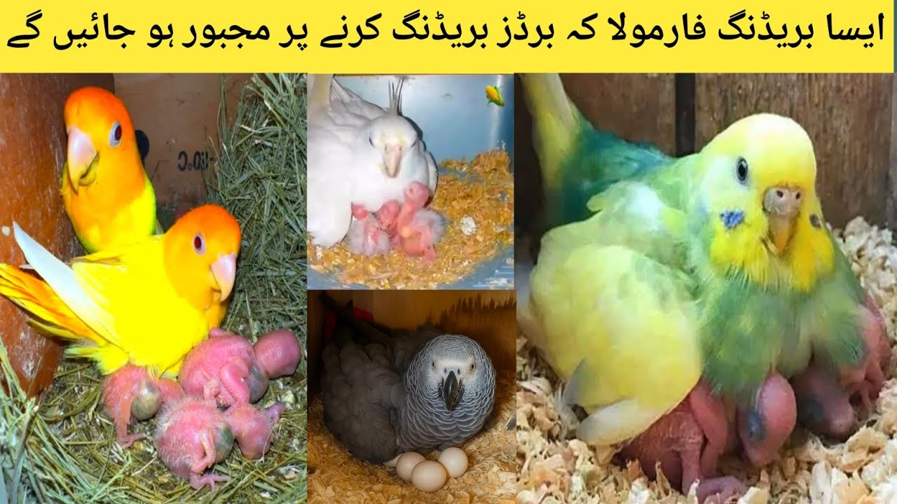 Best Breeding Formula For Budgies Cockatiel Love Birds l Breeding Tips l How Breed Parrot l birds