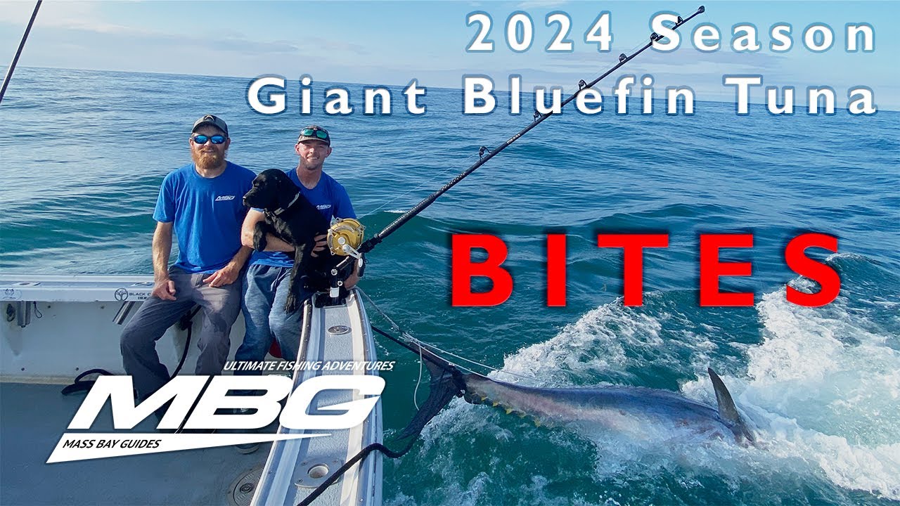 Mass Bay Guides Charter Fishing 2024 Bluefin Tuna Bites