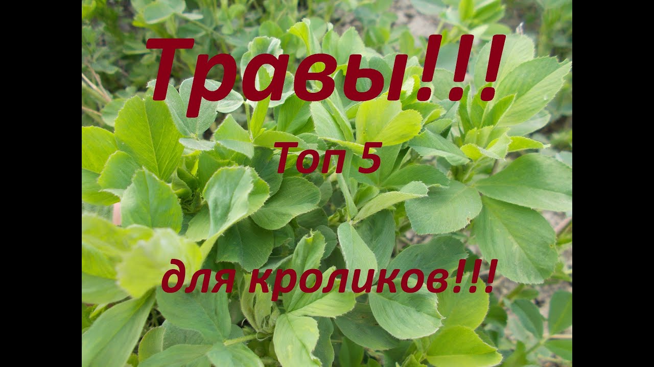 Какие травы любят кролики ???  Мой, рейтинг (ТОП5) ,луговых трав для кроликов!!!