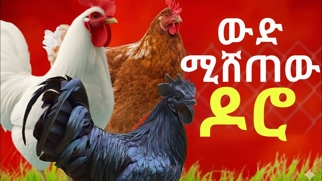 10 ውድ ዶሮዎች 😱🤑 #ገበያ   