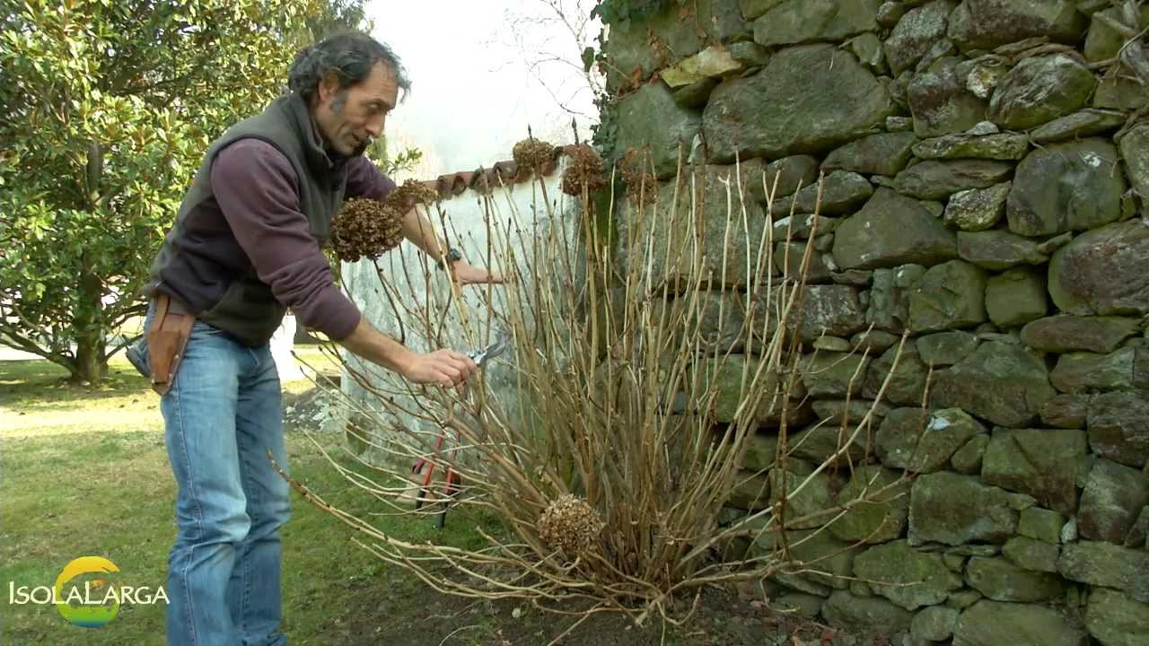 Potatura delle ortensie