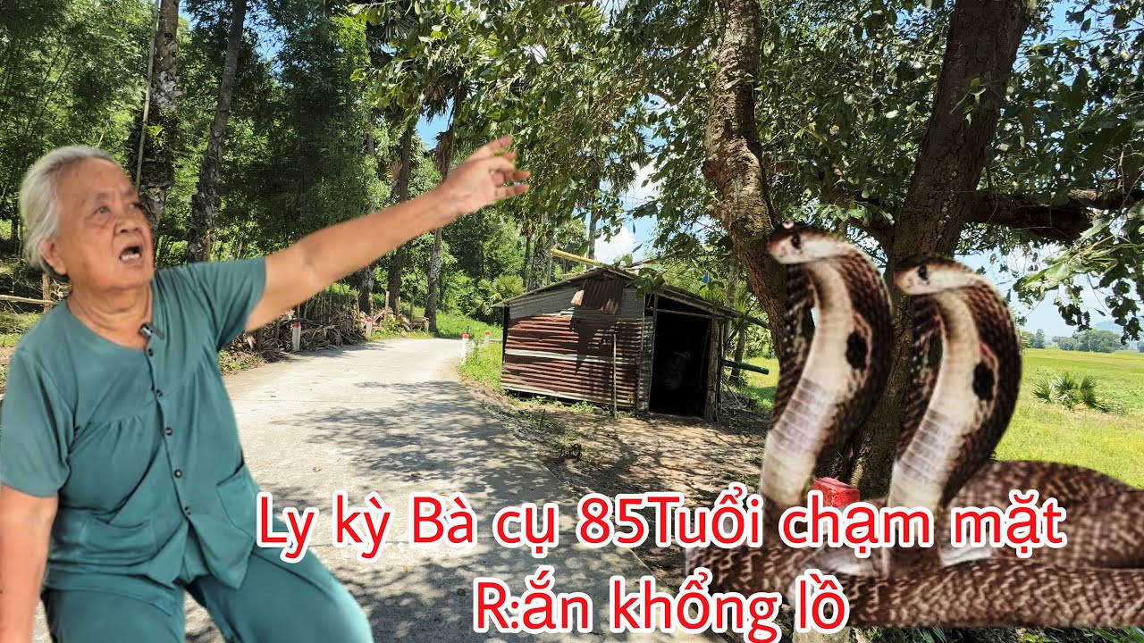 Ly kỳ :Cụ Bà 85Tuổi sống mấy chục năm rừng hoang chạm mặt R:ắn khổng lồ 