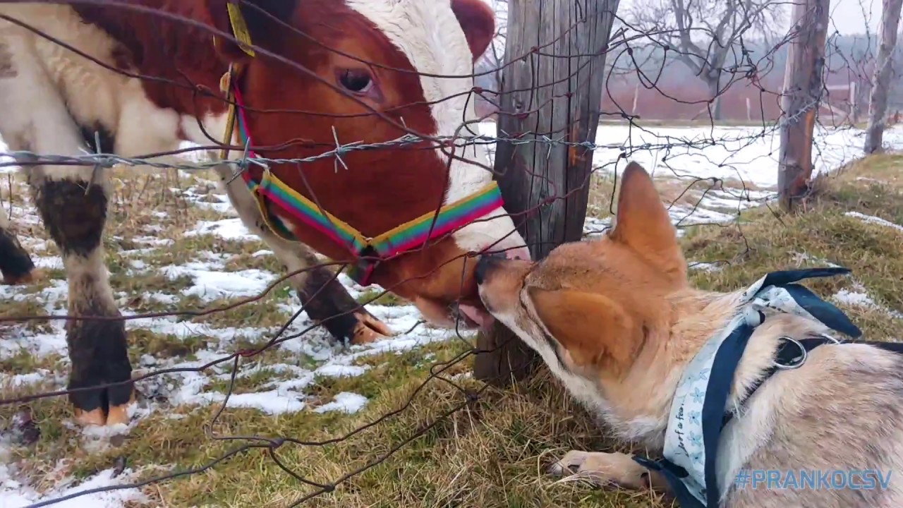 Wilczak Czechoslowacki - Pranko The Wolfdog & First time with cows ( ͡° ͜ʖ ͡°)