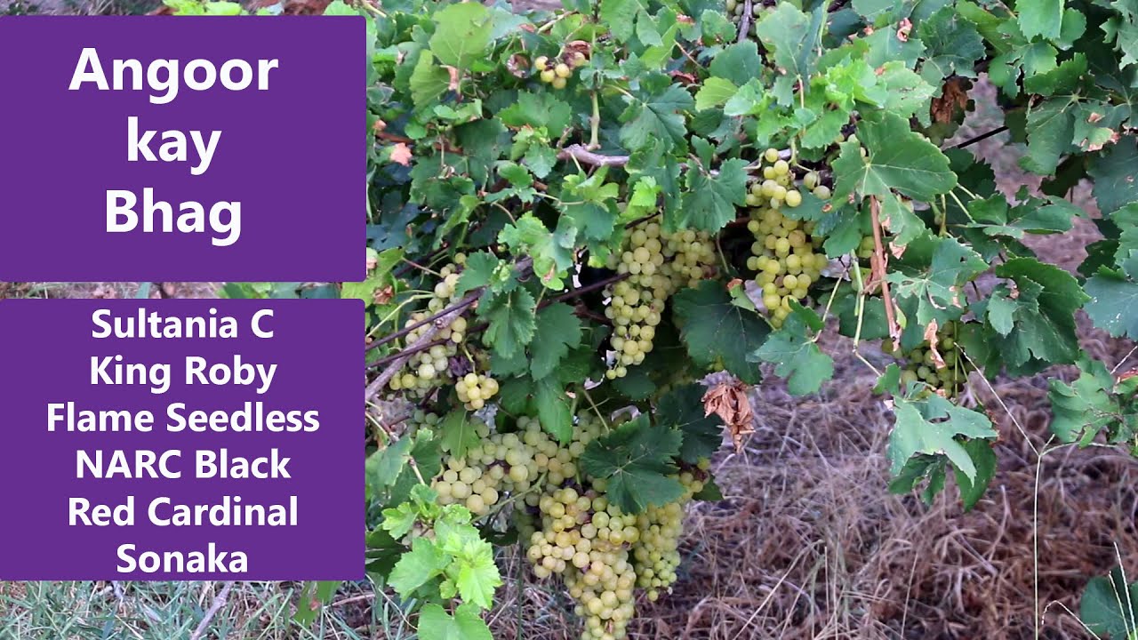 Grapes farm visit | Different verities of grape | Modern farm of grapes in Pakistan