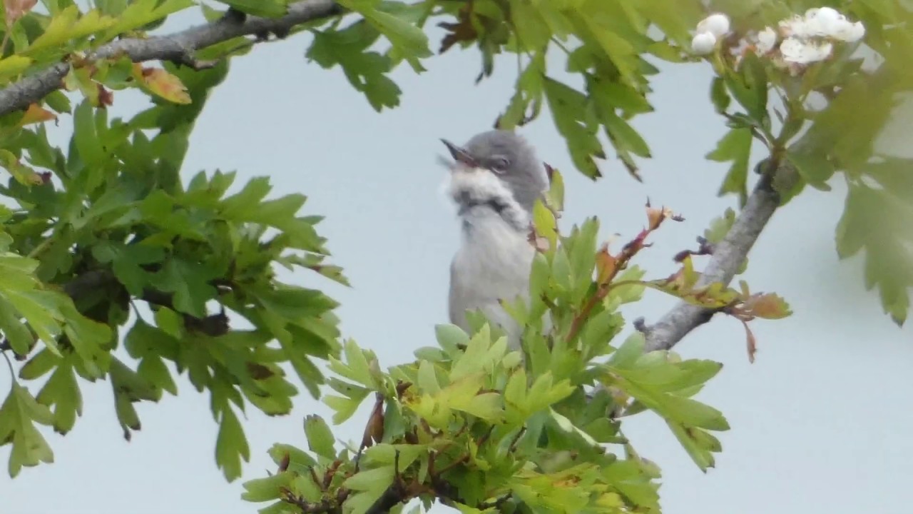 Every British Warbler calling - ordered alphabetically