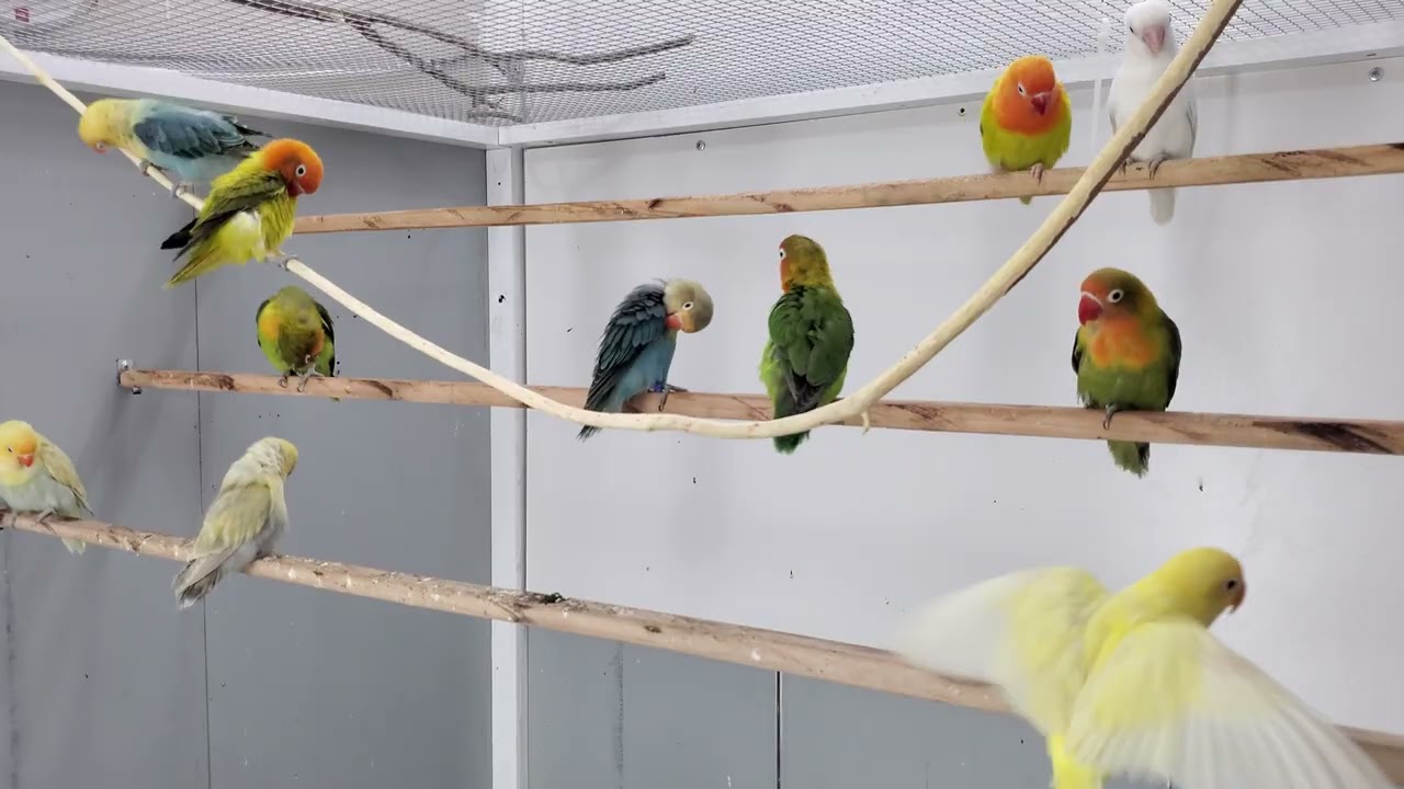Fischer Agapornis lovebirds make happy your lovebirds 