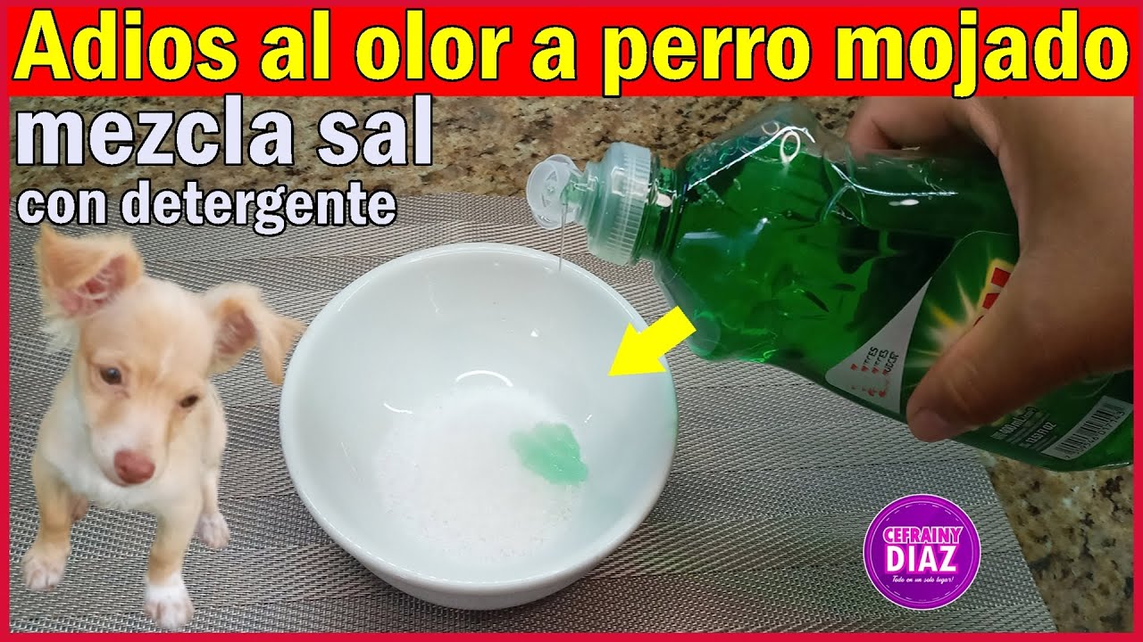 Solo el 1 % sabe como eliminar el olor a orina de perros dentro de la casa, estos trucos no fallan